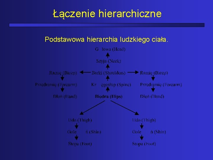 Łączenie hierarchiczne Podstawowa hierarchia ludzkiego ciała. 