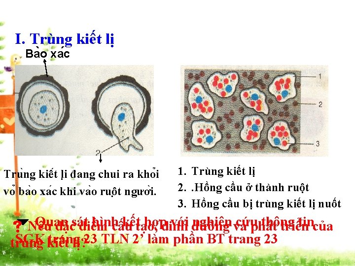 I. Trùng kiết lị Ba o xa c Tru ng kiê t li đang