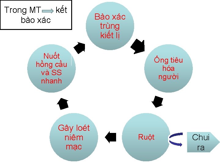 Trong MT kết bào xác Nuốt hồng cầu và SS nhanh Gây loét niêm