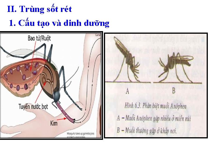 II. Trùng sốt rét 1. Cấu tạo và dinh dưỡng 