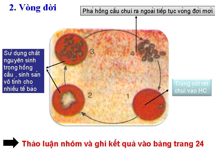 2. Vòng đời Sư du ng châ t nguyên sinh trong hô ng câ