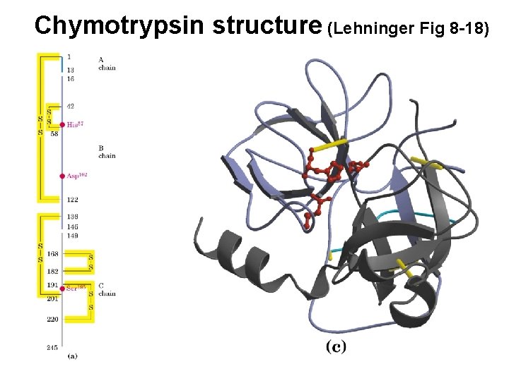 Chymotrypsin structure (Lehninger Fig 8 -18) 