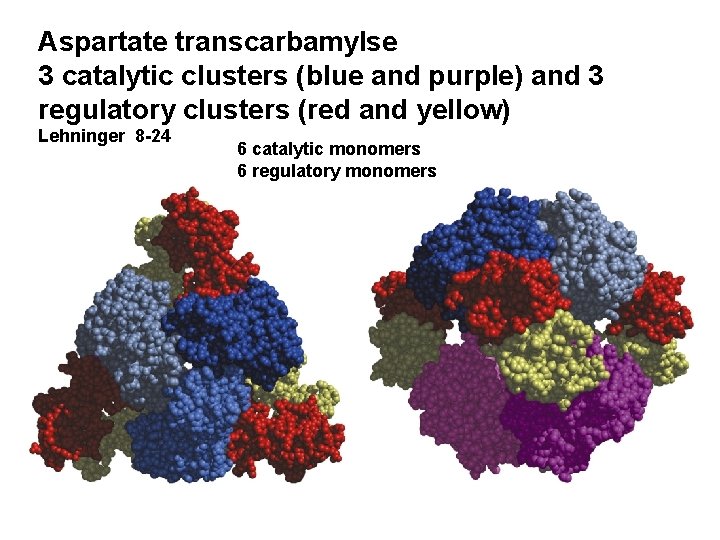 Aspartate transcarbamylse 3 catalytic clusters (blue and purple) and 3 regulatory clusters (red and