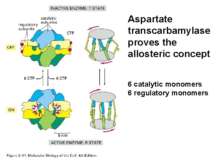 Aspartate transcarbamylase proves the allosteric concept 6 catalytic monomers 6 regulatory monomers 