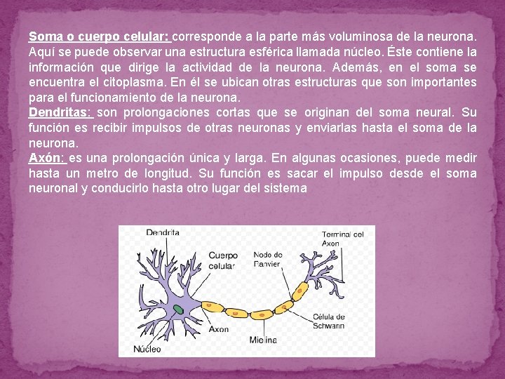 Soma o cuerpo celular: corresponde a la parte más voluminosa de la neurona. Aquí