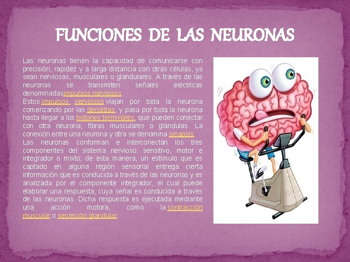 FUNCIONES DE LAS NEURONAS Las neuronas tienen la capacidad de comunicarse con precisión, rapidez