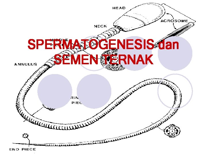 SPERMATOGENESIS dan SEMEN TERNAK 