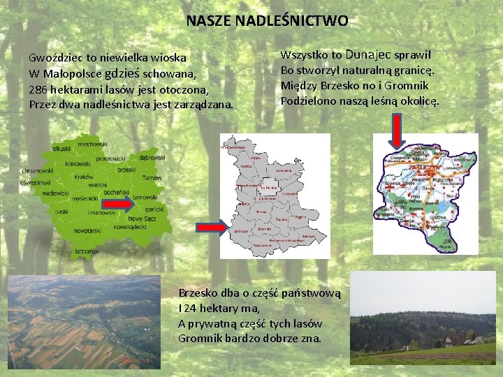 NASZE NADLEŚNICTWO Gwoździec to niewielka wioska W Małopolsce gdzieś schowana, 286 hektarami lasów jest