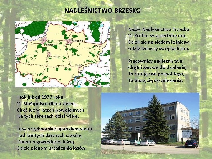 NADLEŚNICTWO BRZESKO Nasze Nadleśnictwo Brzesko W Bochni swą siedzibę ma, Dzieli się na siedem