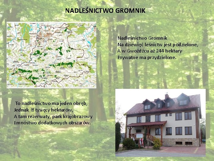 NADLEŚNICTWO GROMNIK Nadleśnictwo Gromnik Na dziewięć leśnictw jest podzielone, A w Gwoźdźcu aż 244