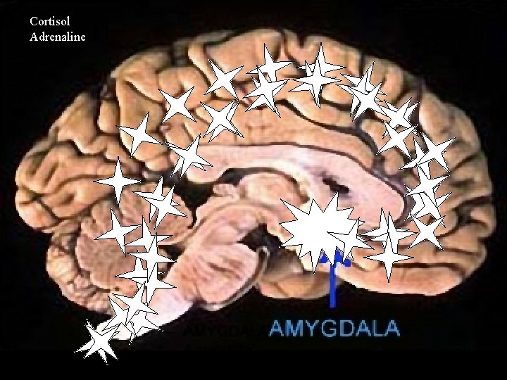 Cortisol Adrenaline 