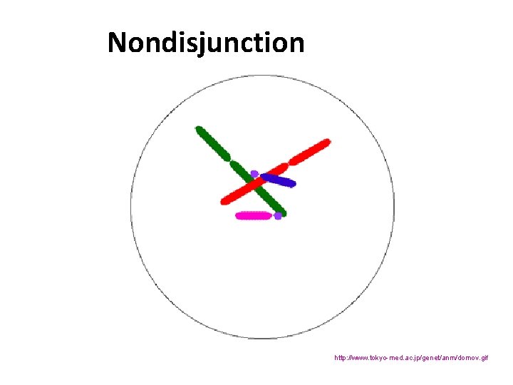 Nondisjunction http: //www. tokyo-med. ac. jp/genet/anm/domov. gif 