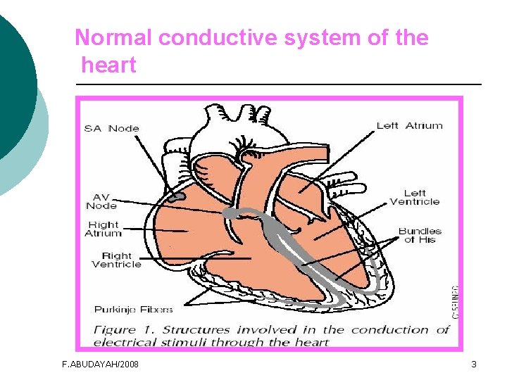 Normal conductive system of the heart F. ABUDAYAH/2008 3 