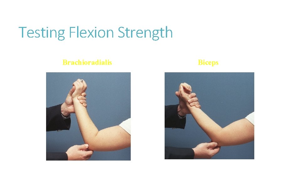 Testing Flexion Strength Brachioradialis Biceps Testing Flexion Strength Brachioradialis Biceps