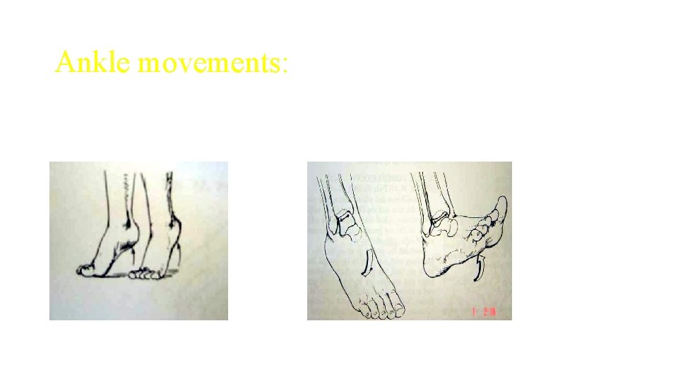 Ankle movements: Ankle movements: