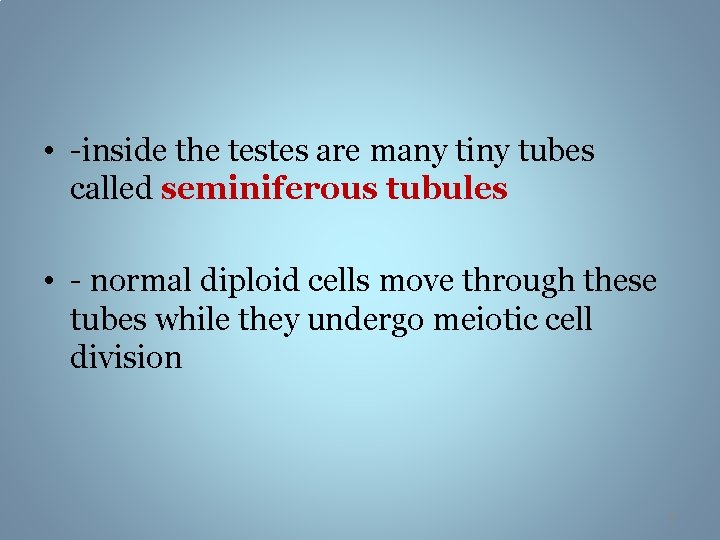  • -inside the testes are many tiny tubes called seminiferous tubules • -