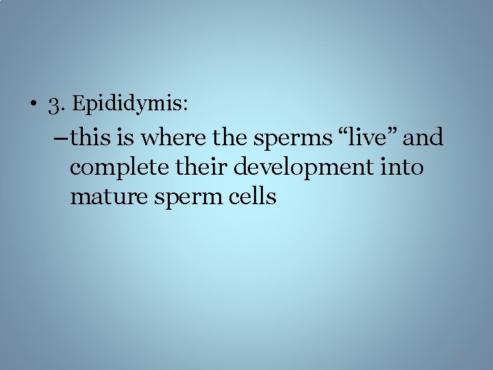  • 3. Epididymis: – this is where the sperms “live” and complete their