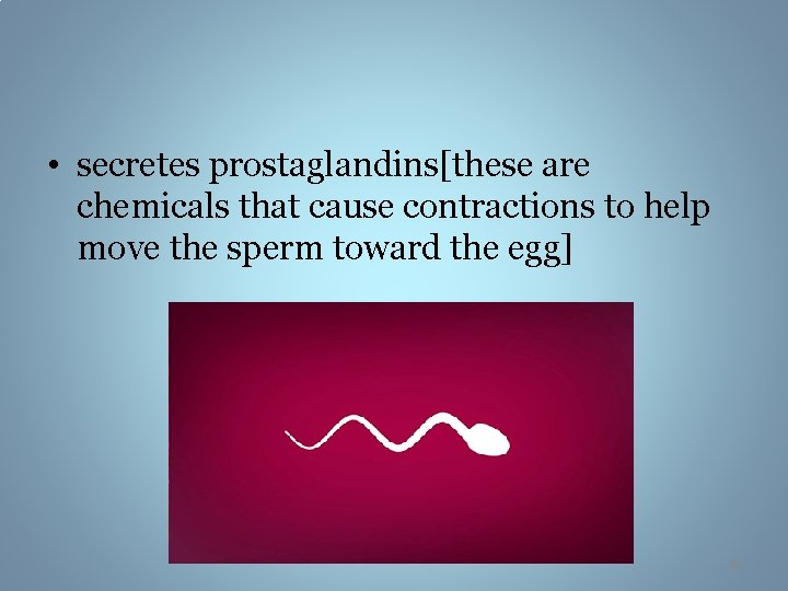  • secretes prostaglandins[these are chemicals that cause contractions to help move the sperm