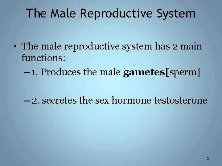 The Male Reproductive System • The male reproductive system has 2 main functions: –