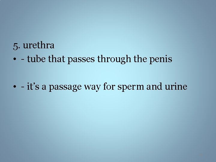 5. urethra • - tube that passes through the penis • - it’s a