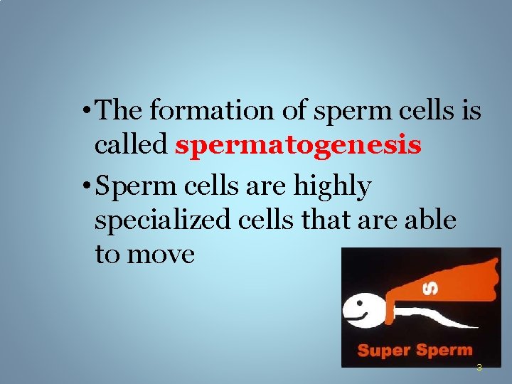  • The formation of sperm cells is called spermatogenesis • Sperm cells are