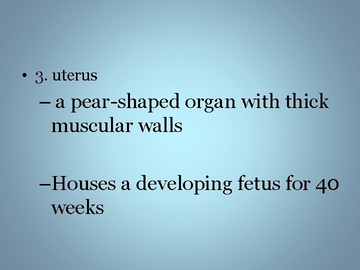  • 3. uterus – a pear-shaped organ with thick muscular walls –Houses a