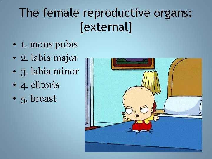 The female reproductive organs: [external] • • • 1. mons pubis 2. labia major