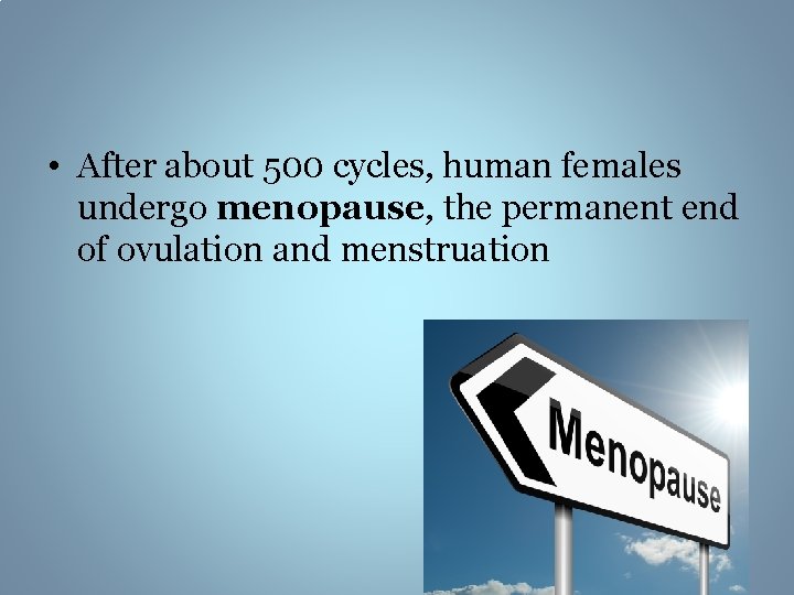  • After about 500 cycles, human females undergo menopause, the permanent end of