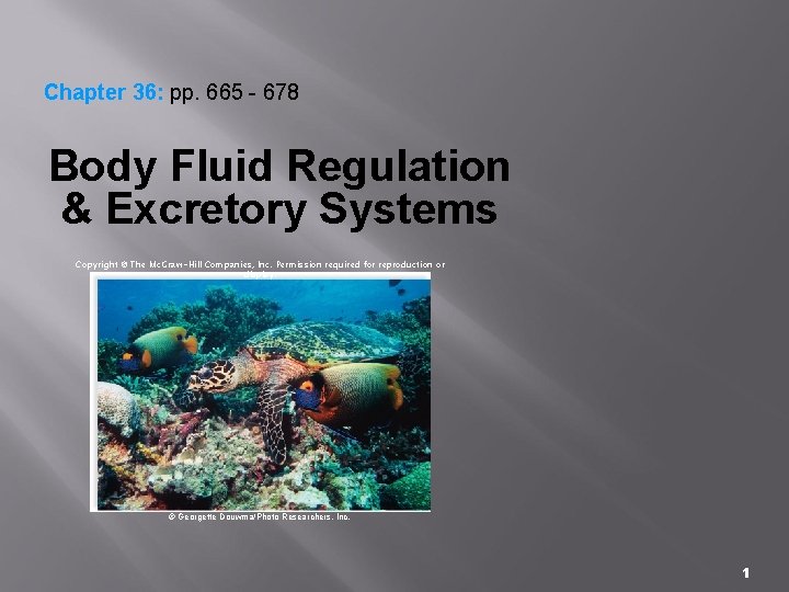 Chapter 36: pp. 665 - 678 Body Fluid Regulation & Excretory Systems Copyright ©