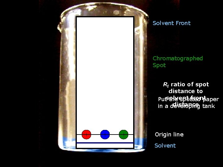 Solvent Front Chromatographed Spot Rf ratio of spot distance to front Putsolvent the spotted Solvent Front Chromatographed Spot Rf ratio of spot distance to front Putsolvent the spotted