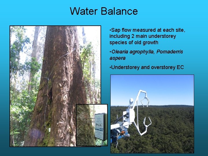 Water Balance • Sap flow measured at each site, including 2 main understorey species