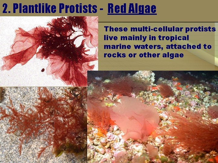 2. Plantlike Protists - Red Algae These multi-cellular protists live mainly in tropical marine