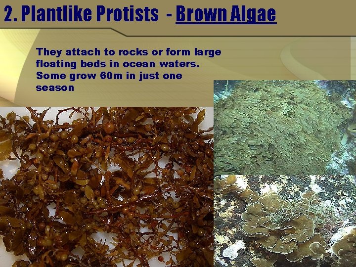 2. Plantlike Protists - Brown Algae They attach to rocks or form large floating