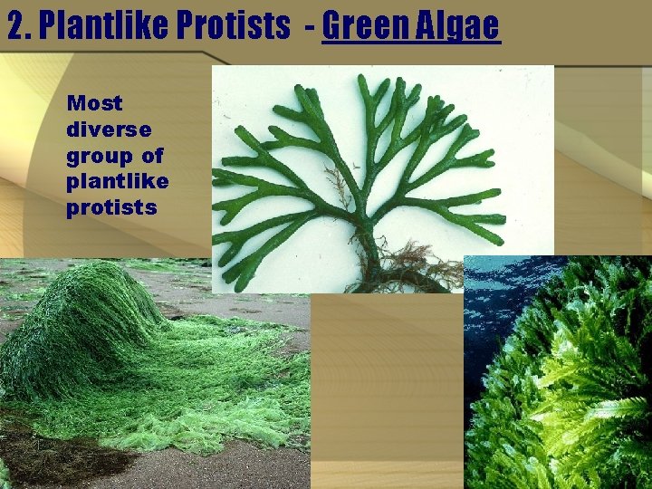 2. Plantlike Protists - Green Algae Most diverse group of plantlike protists 