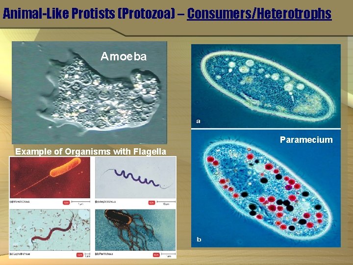 Animal-Like Protists (Protozoa) – Consumers/Heterotrophs Amoeba Paramecium Example of Organisms with Flagella 