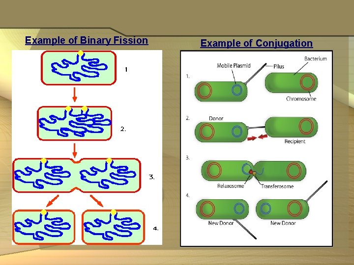 Example of Binary Fission Example of Conjugation 