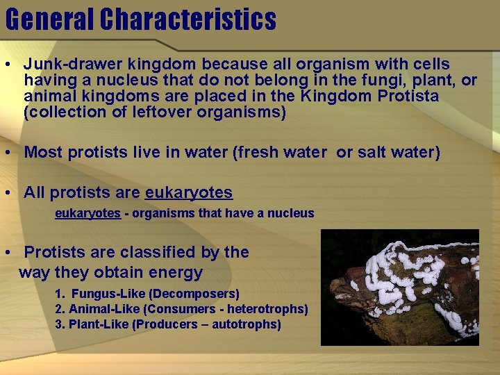 General Characteristics • Junk-drawer kingdom because all organism with cells having a nucleus that