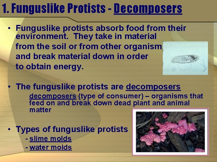 1. Funguslike Protists - Decomposers • Funguslike protists absorb food from their environment. They