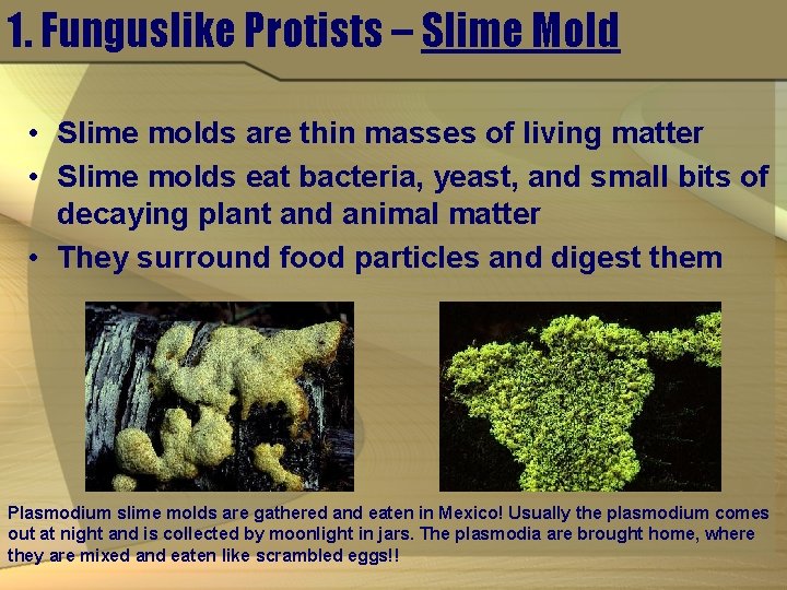 1. Funguslike Protists – Slime Mold • Slime molds are thin masses of living