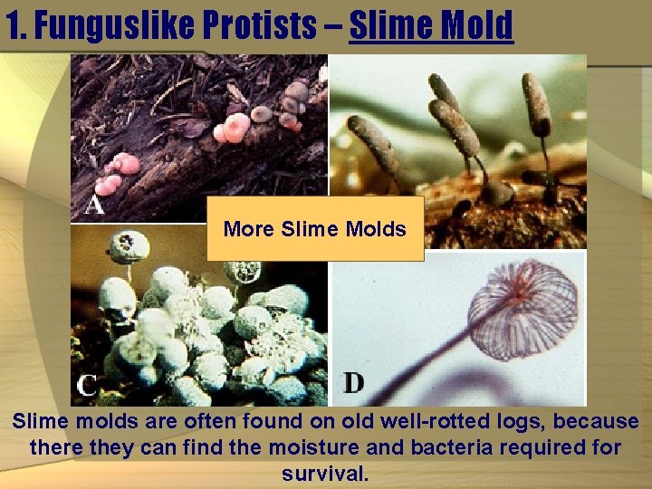 1. Funguslike Protists – Slime Mold More Slime Molds Slime molds are often found