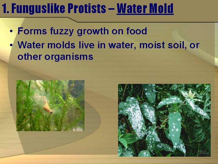 1. Funguslike Protists – Water Mold • Forms fuzzy growth on food • Water