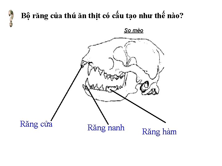 Bộ răng của thú ăn thịt có cấu tạo như thế nào? Sọ mèo