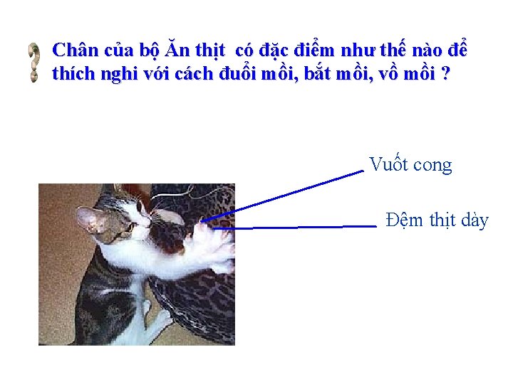 Chân của bộ Ăn thịt có đặc điểm như thế nào để thích nghi