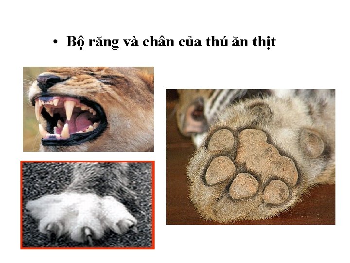  • Bộ răng và chân của thú ăn thịt 