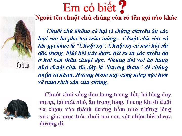 Em có biết Ngoài tên chuột chù chúng còn có tên gọi nào khác