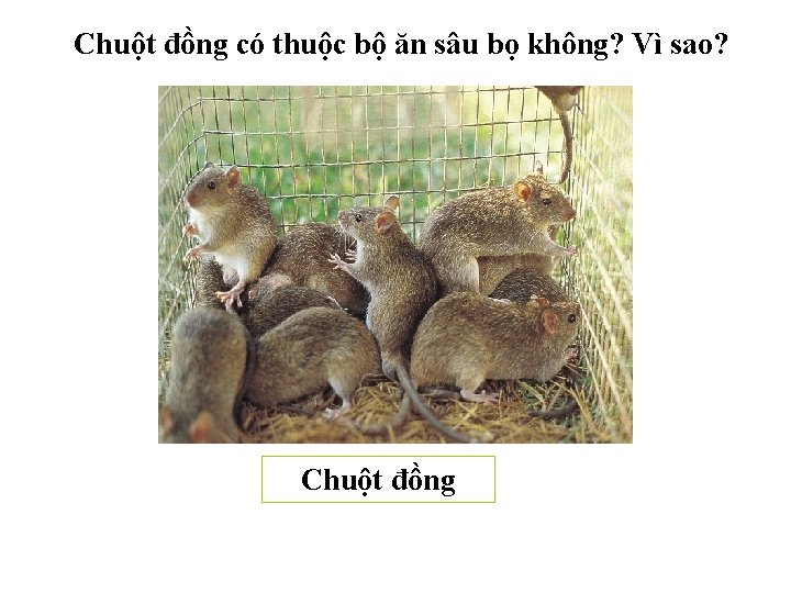 Chuột đồng có thuộc bộ ăn sâu bọ không? Vì sao? Chuột đồng 