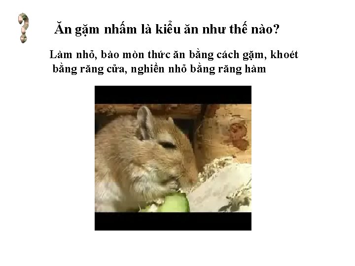 Ăn gặm nhấm là kiểu ăn như thế nào? Làm nhỏ, bào mòn thức