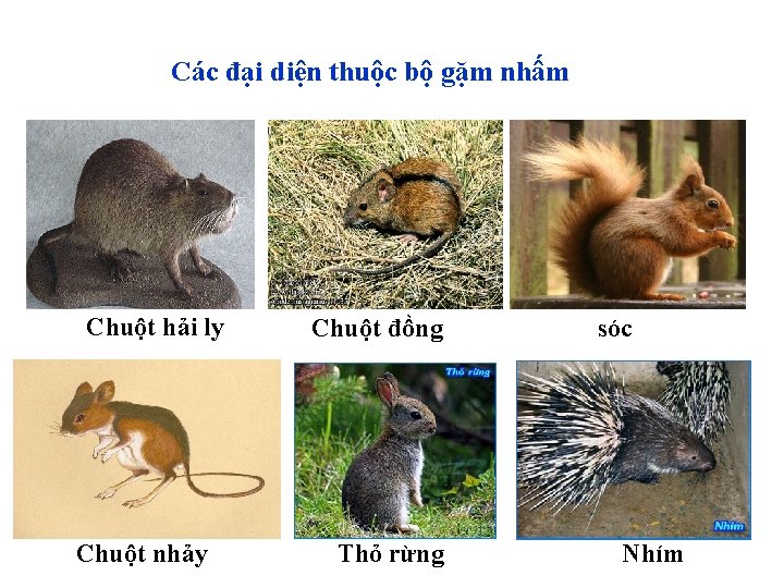 Các đại diện thuộc bộ gặm nhấm Chuột hải ly Chuột nhảy Chuột đồng
