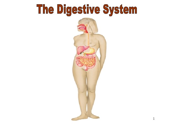 The Digestive System 1 