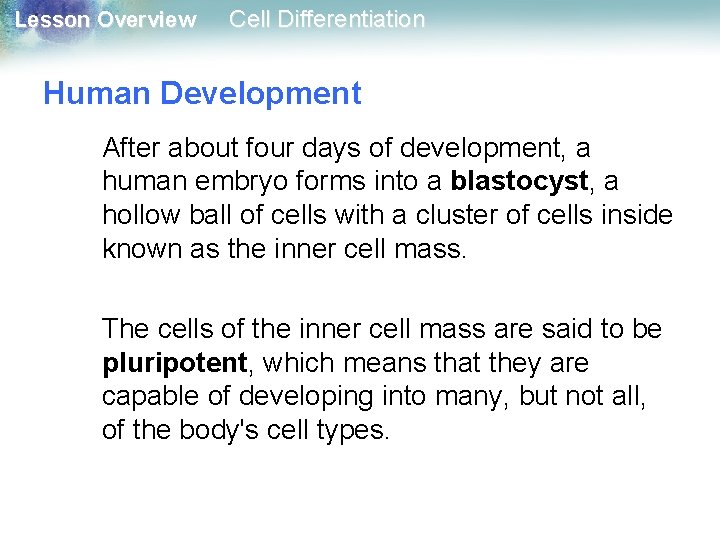 Lesson Overview Cell Differentiation Human Development After about four days of development, a human Lesson Overview Cell Differentiation Human Development After about four days of development, a human